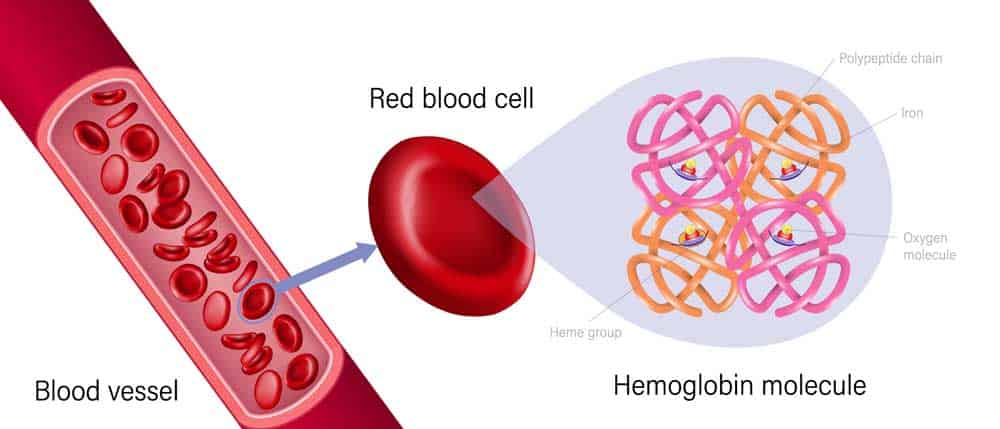 A hemoglobin molecule in red blood cells